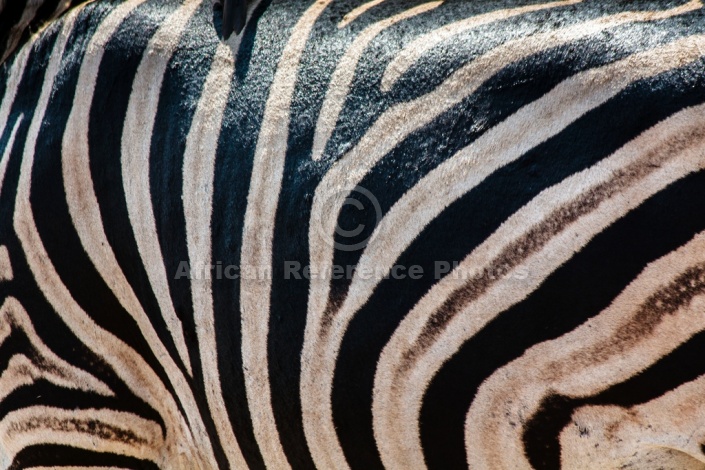 Zebra hide reference photo