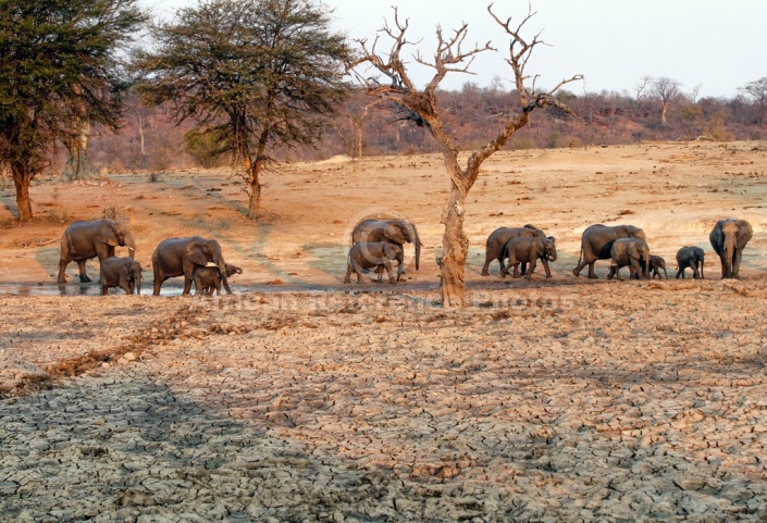 Elephant Herd