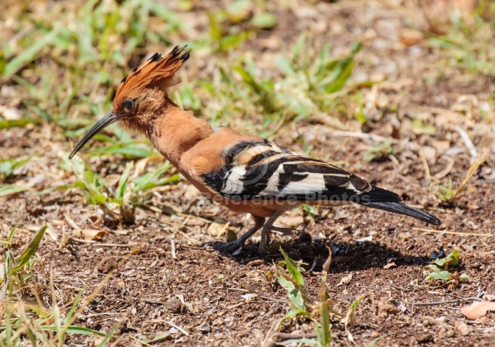 African Hoopoe