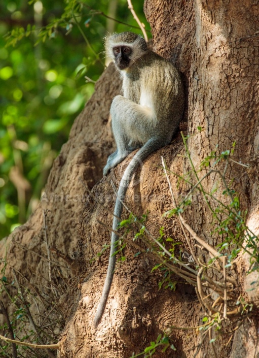 Vervet Monkey