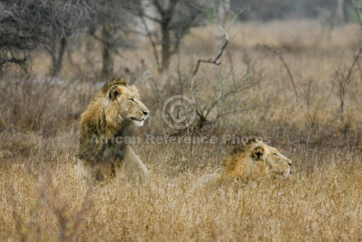 Pair of Male Lions with Wet Fur