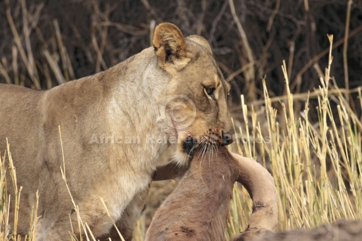 Male Lion