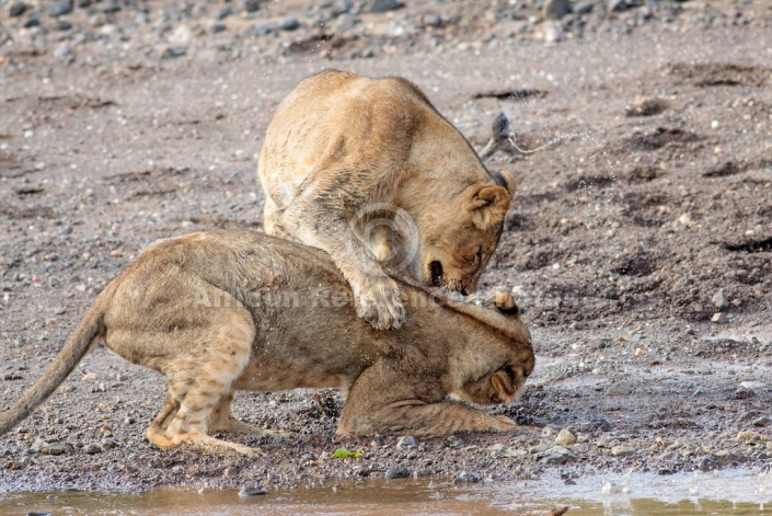 Young Lion Forces Sibling into Submission