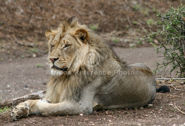 Lion Male Lying on Bank of River