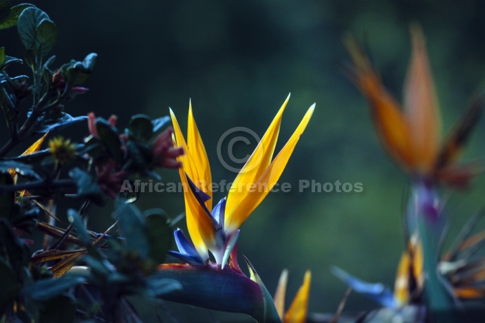 Strelitzia Flower