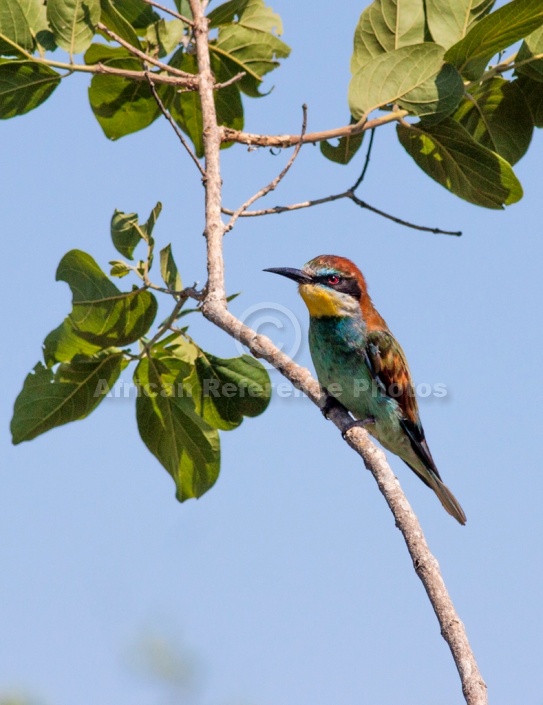 European Bee-eater on Tree Branch