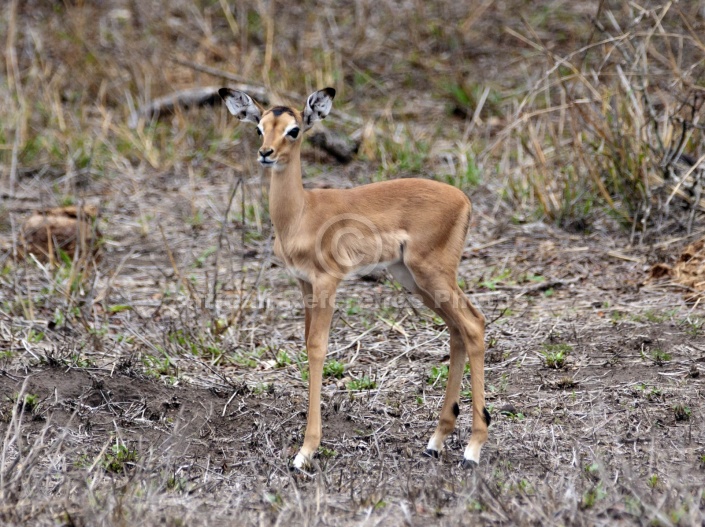 Impala Baby