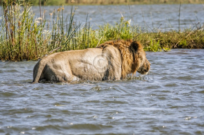 Lion Walking in River Shallows