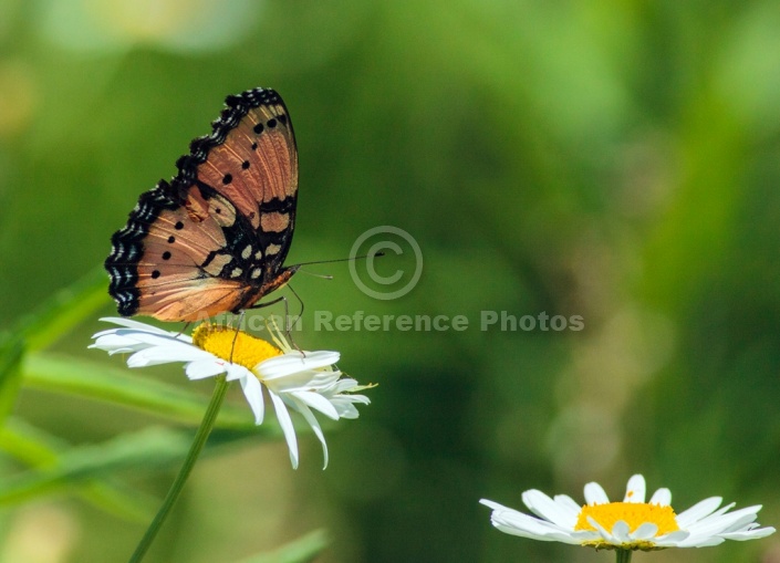 Gaudy Commodore Butterfly on white flower