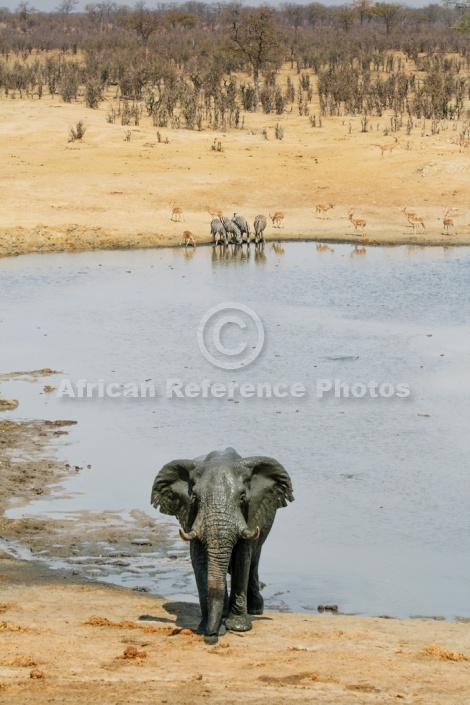 African Elephant Leaving Water