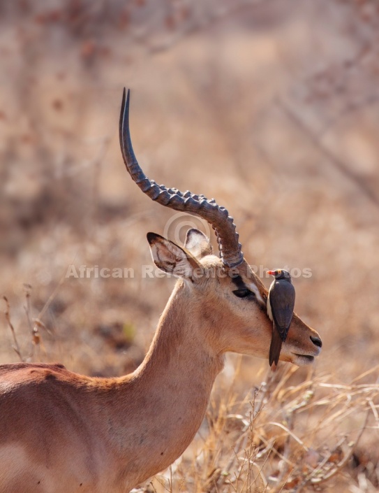 Impala Ram with Oxpecker