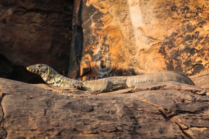 Rock Monitor Sunning Itself