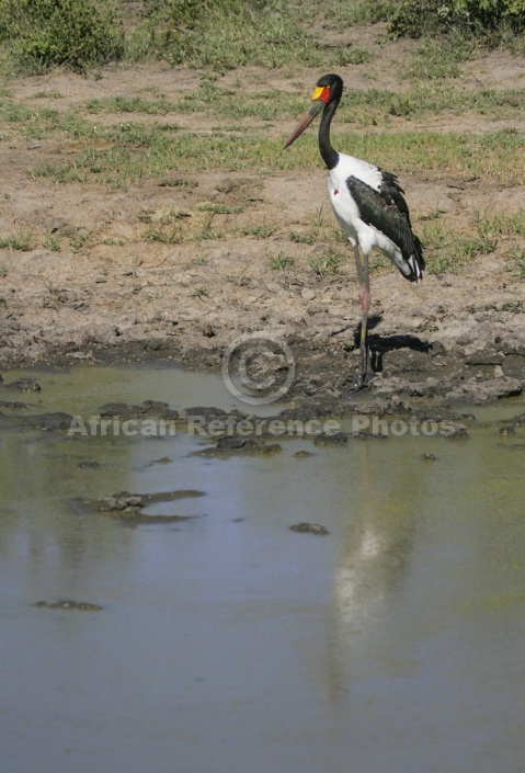 Saddle-billed Stork