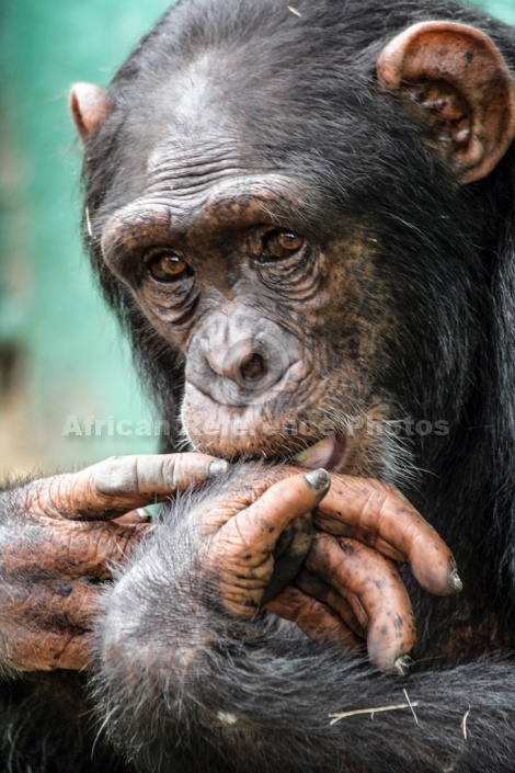 Chimpanzee with Hand to its Mouth
