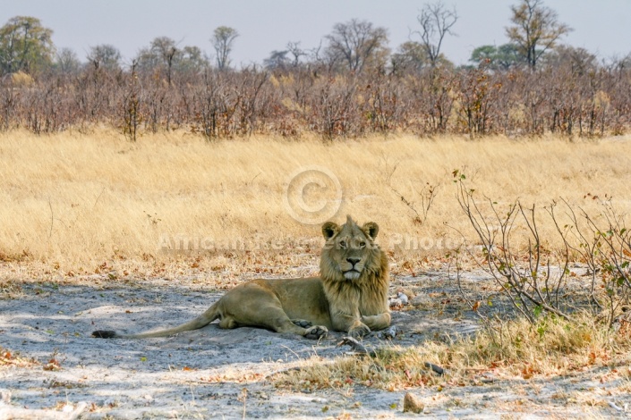 Young Male Lion