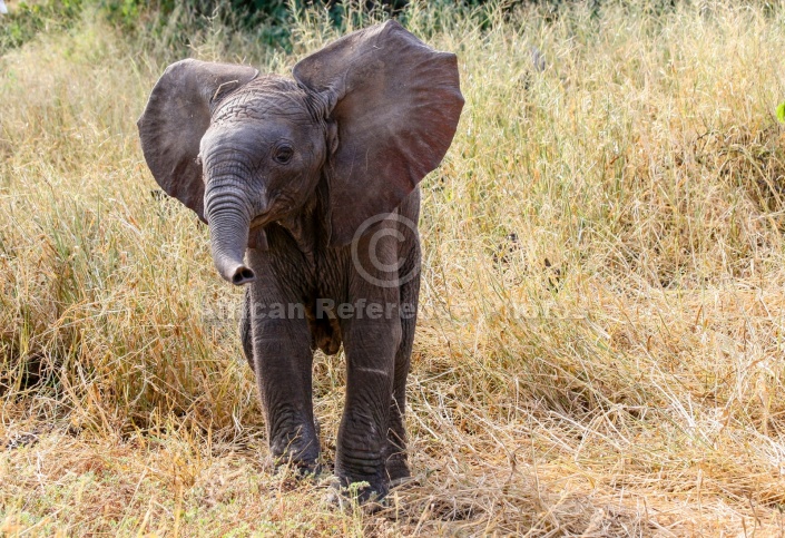 Baby Elephant