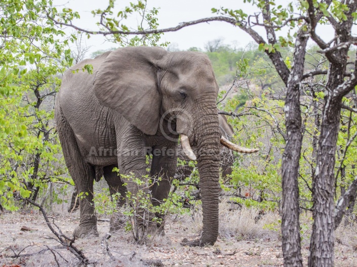 Elephant Bull in Relaxed Mode