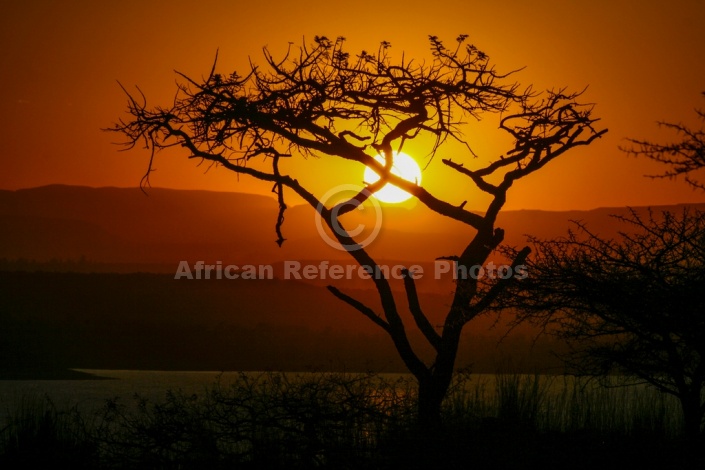 African Acacia Tree at Sunset