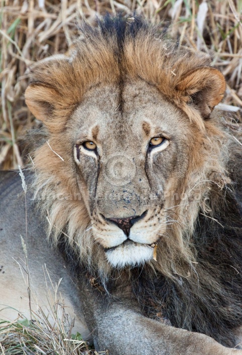 Portrait of Lion Male with Black Mane