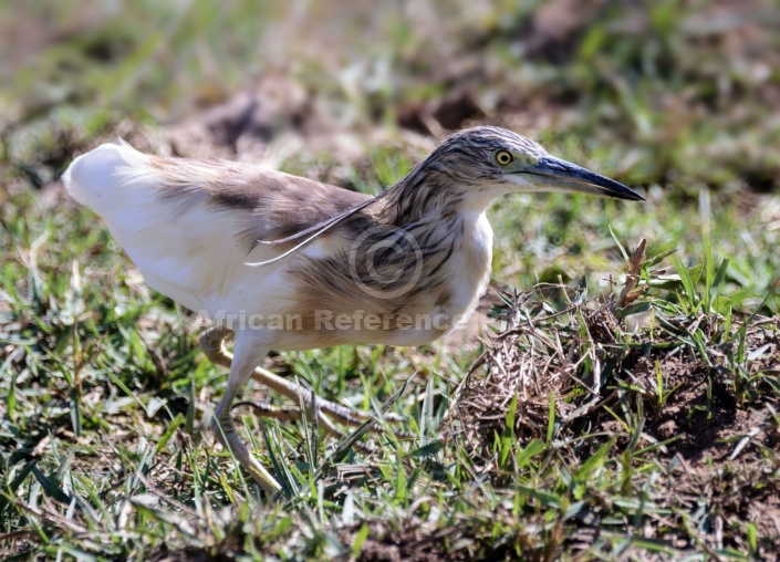 Squacco Heron