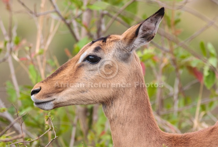 Impala female, Kruger Park