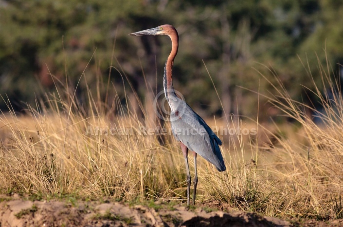 Goliath Heron on Riverbank