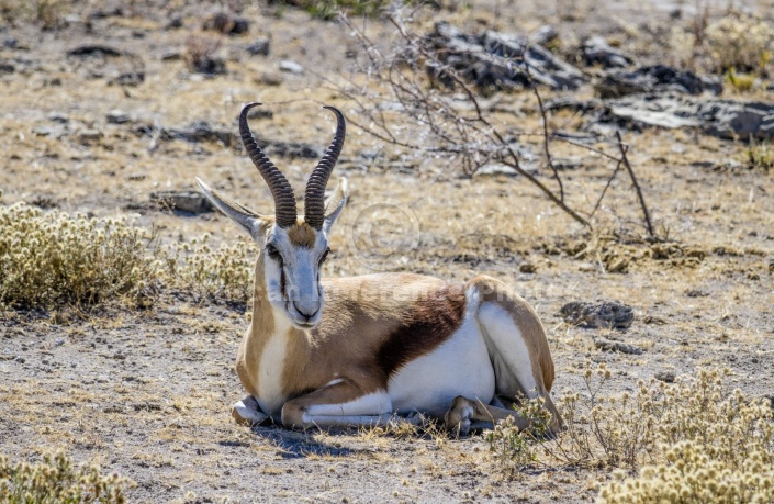 Springbok Male