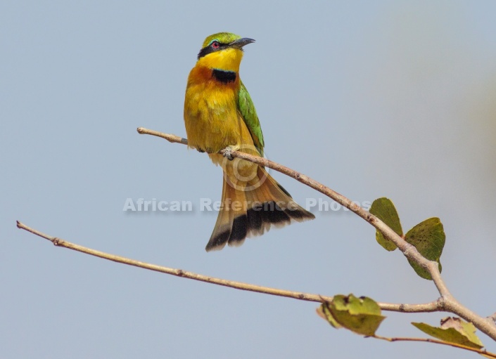 Little Bee-eater