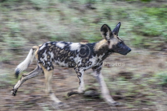 Wild Dog Trotting