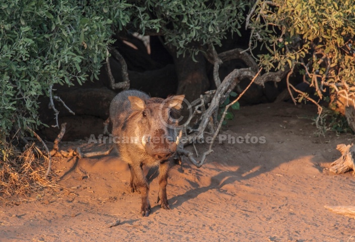 Warthog in Morning Sun
