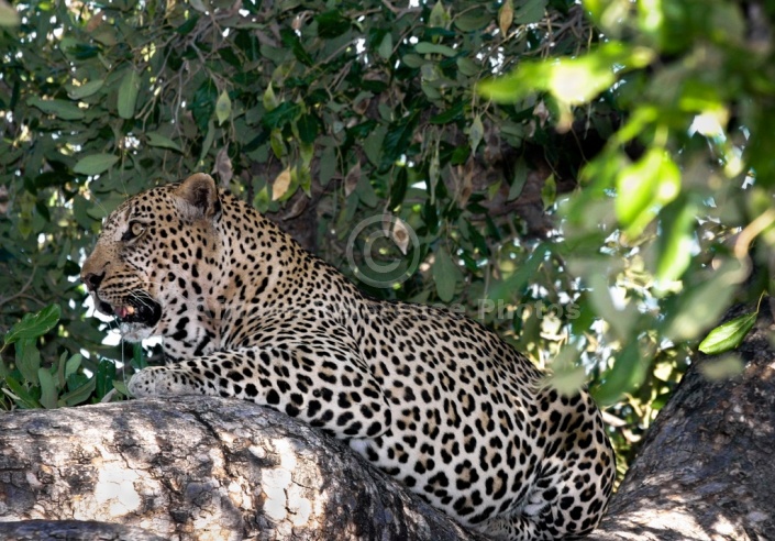 Leopard in Dappled Shade