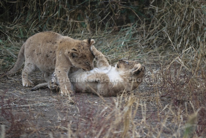 Lion Cub