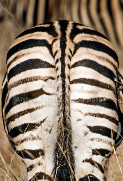 Zebra Rear View, Close-Up