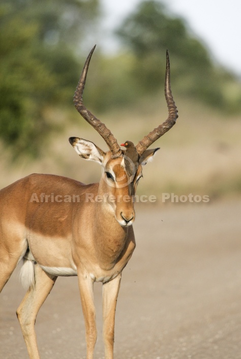 Impala Male with Oxpecker