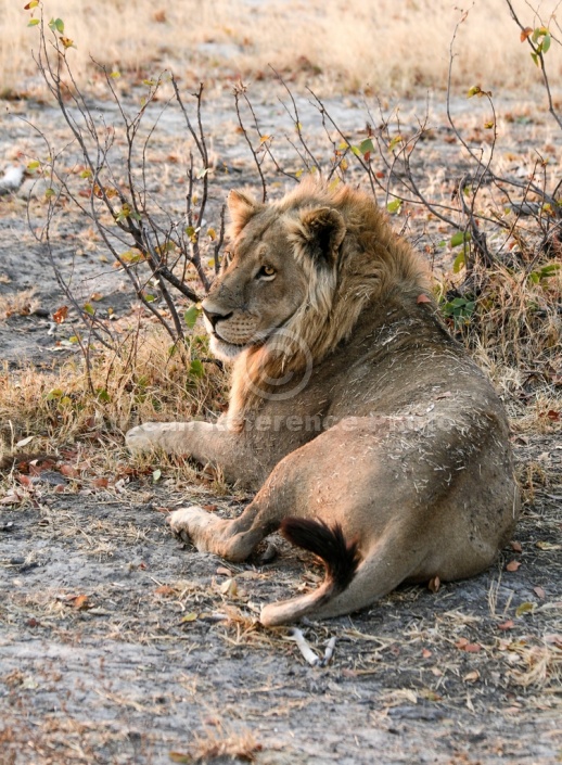 Young Male Lion