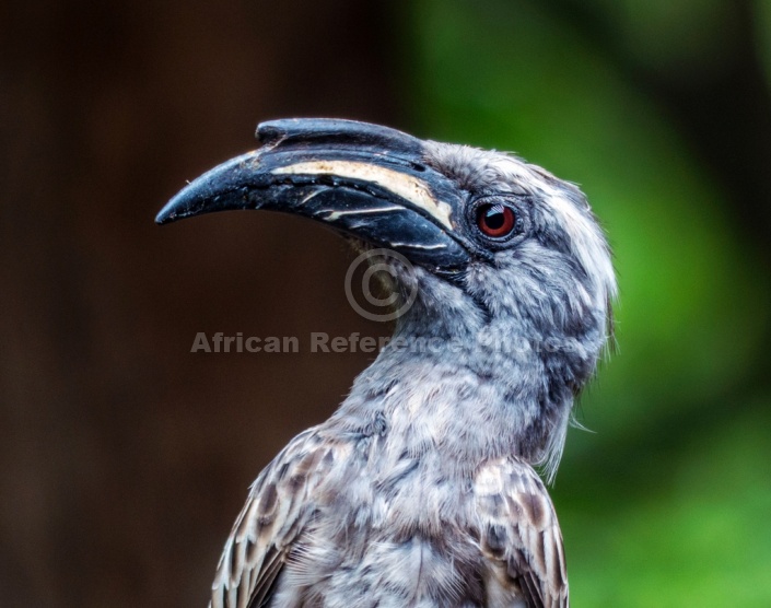 African Grey Hornbill Male, Close-up