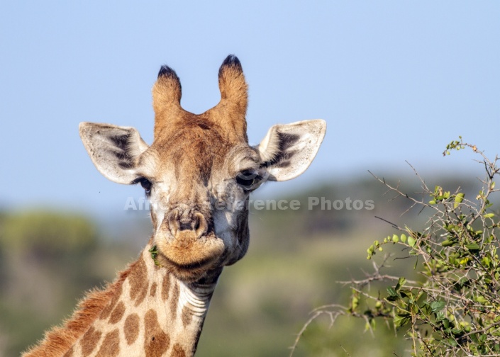 Giraffe Female Portrait