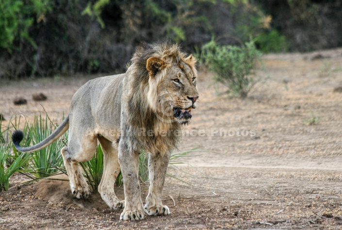 Lion Male Marking Territory