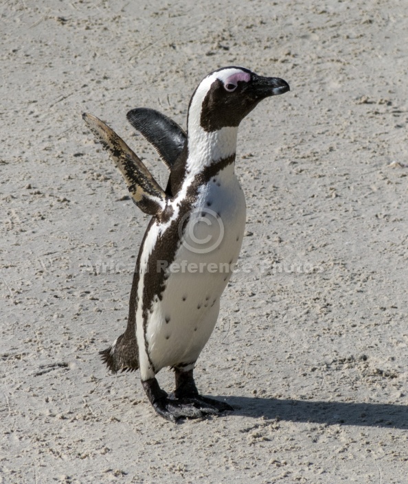 African Penguin