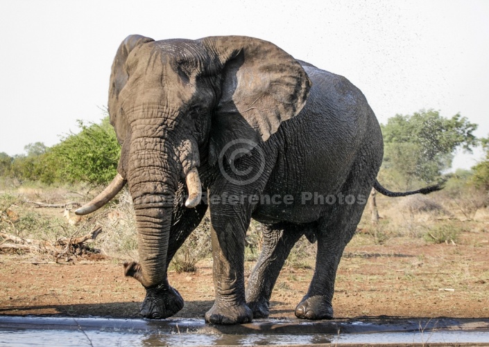 Bull Elephant on Edge of Waterhole