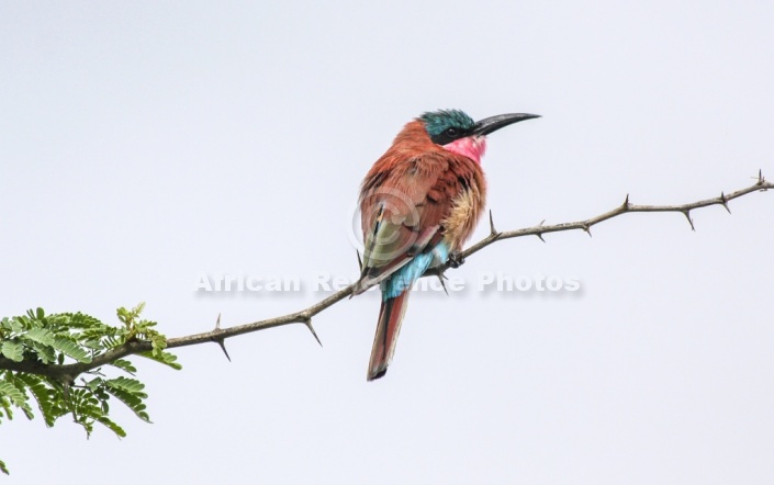 Carmine Bee-eater