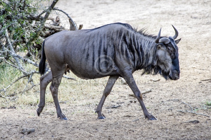 Blue Wildebeest