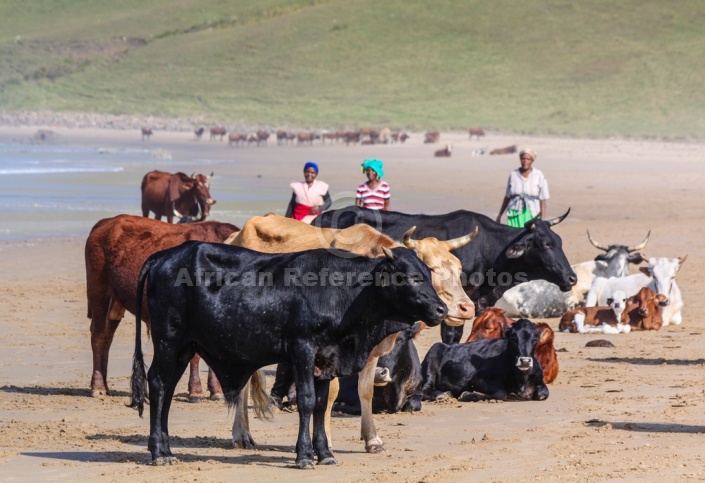 Cattle on the Beach with Local Women in Background