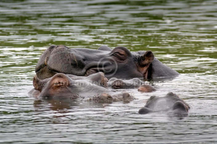 Hippo Pod Dozing