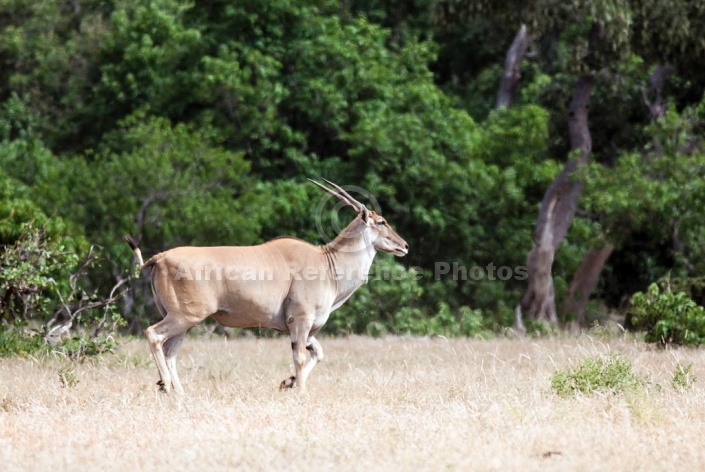 Eland