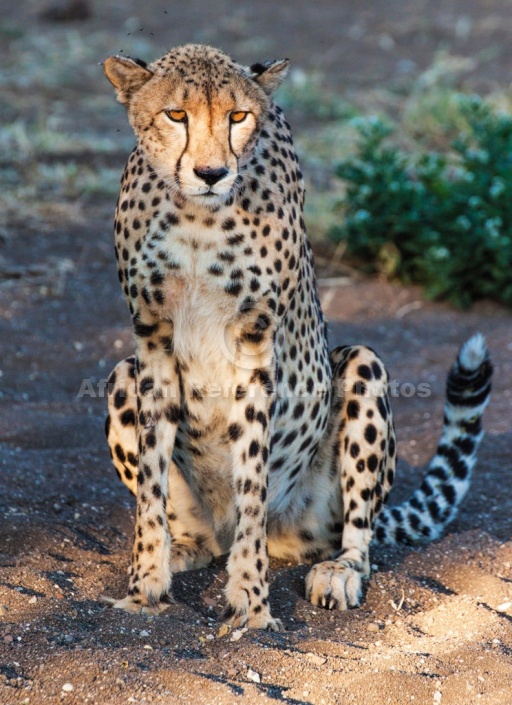 Cheetah Female in Warm Light