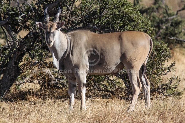 Eland