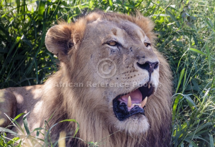 Lion Male, Close-up