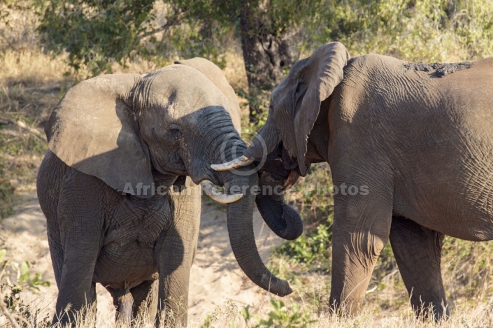 Elephants Sparring