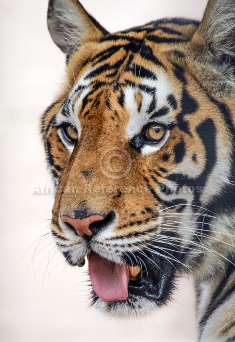 Bengal Tiger, Three Quarter View